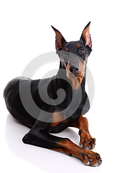 Doberman