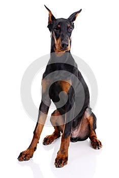 Doberman
