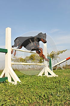 Doberman in agility