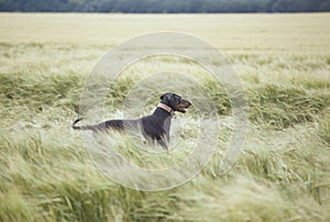 Doberman watching in a wheat field photo