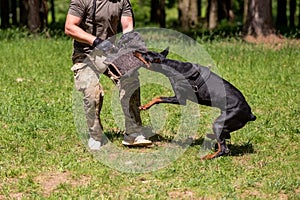 Doberman attacking dog handler during aggression training.