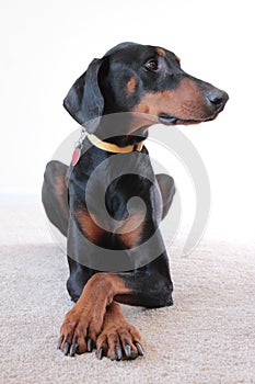 Doberman black brown crossed paws