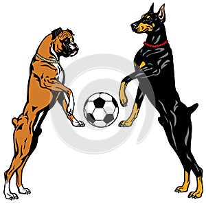 Doberman and boxer