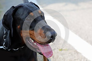 Doberman breed dog with tongue out