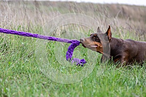 Doberman brown dobermann dog plays tug of purple toy rope lying in the grass in the meadow in the afternoon. Horizontal