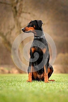 Doberman is compactly-built dog.  House animal in the nature habitat. Doberman sitting in the grass, chain collar in the neck. Dog