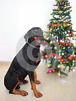 A Doberman companion pet dog looking at camera in the background of Christmas tree decoration.