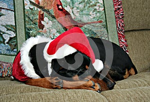 Doberman curled in ball dressed for Christmas