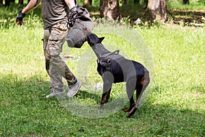 Doberman with a cynologist, in attack training, in the face.