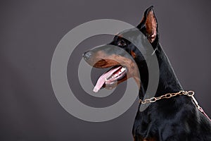 Doberman on a dark background in studio