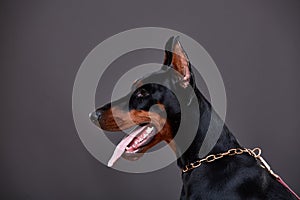 Doberman on a dark background in studio