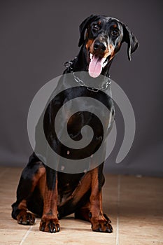 Doberman on a dark background in studio