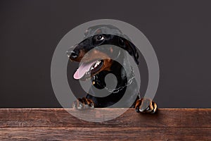 Doberman on a dark background in studio