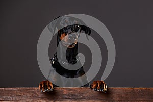 Doberman on a dark background in studio