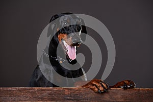 Doberman on a dark background in studio