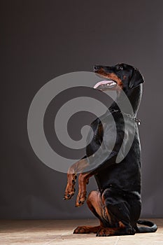 Doberman on a dark background in studio