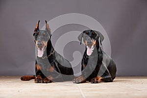 Doberman on a dark background in studio