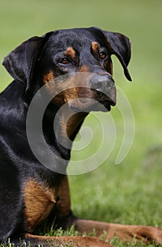 Doberman dog