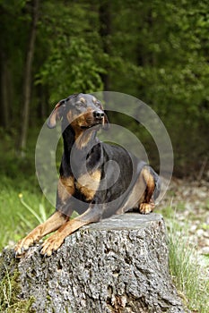 Doberman dog