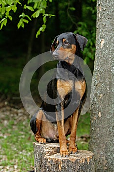 Doberman dog