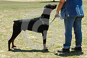 Doberman dog