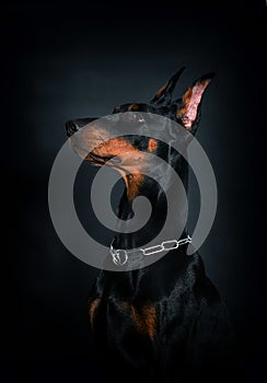 Doberman dog