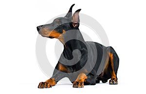 doberman dog