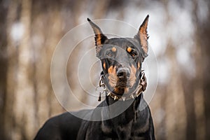 Doberman dog