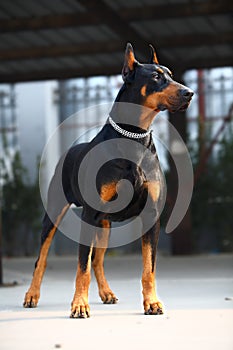 Doberman dog