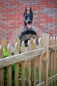 Doberman dog