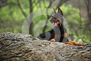 Doberman dog