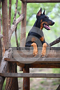 Doberman dog
