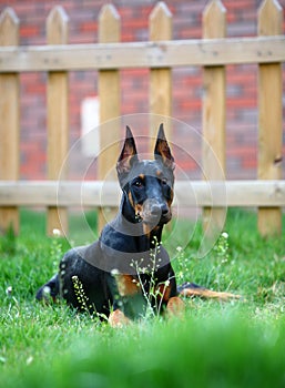 Doberman dog