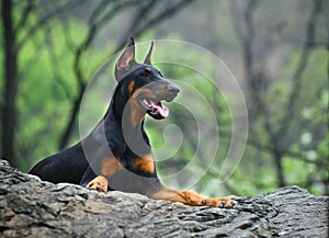 Doberman dog photo