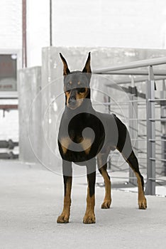 Doberman dog