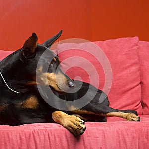 Doberman dog