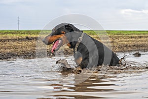 Doberman dog bathes in a dirty puddle on a dirt road