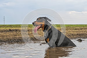 Doberman dog bathes in a dirty puddle on a dirt road