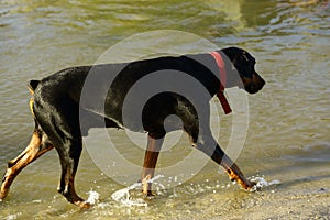 Doberman dog on the beach sweating.