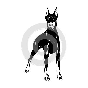 Doberman, dog, black and white vector illustration. Portrait. The head of a domestic animal. Tattoo. Clipart, laser