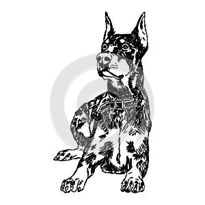 Doberman, dog, black and white vector illustration. Portrait. The head of a domestic animal. Tattoo. Clipart, laser