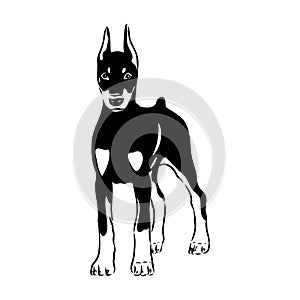 Doberman, dog, black and white vector illustration. Portrait. The head of a domestic animal. Tattoo. Clipart, laser