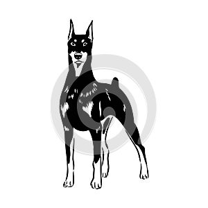 Doberman, dog, black and white vector illustration. Portrait. The head of a domestic animal. Tattoo. Clipart, laser