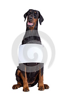 Doberman dog with blank sign
