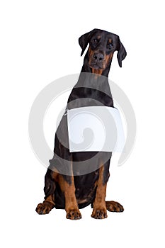 Doberman dog with blank sign