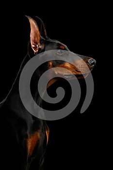 Doberman Dog with catting ears on isolated Black background