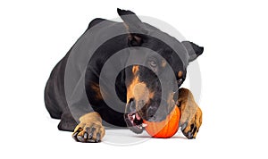 Doberman dog chews on a ball