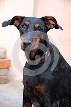 Doberman Dog Closeup