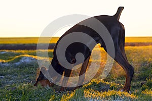 Doberman dog digs hard soil in search of a rodent or ground squirrel, in a green field of winter wheat in late autumn, early in