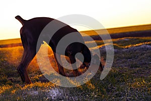 Doberman dog digs hard soil in search of a rodent or ground squirrel, in a green field of winter wheat in late autumn, early in